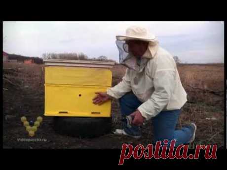 Купить улей в Борисоглебске, многокорпусные ульи для пчел из пенополистирола, продажа