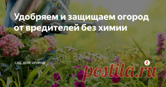 Удобряем и защищаем огород от вредителей без химии Опытные огородники и дачники уверяют, что в каждом доме найдутся средства, из которых можно приготовить высокоэффективные удобрения для участка. Своевременное внесение таких удобрений позволит получить хороший урожай. Однако не стоит забывать, что во всем нужно мера и переборщив с подкормками можно получить обратный результат – растение начнет активно наращивать листву, при этом цветы и плоды буду