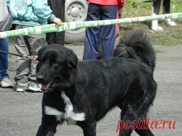 Монголдог Айса Умница Лилу