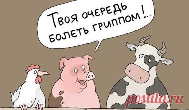 Свинная" афера