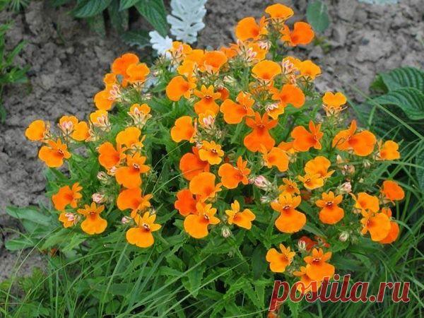 Почему немезия – это лучший цветок для «ленивых» садоводов»?