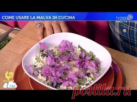La malva in cucina: proprietà e benefici