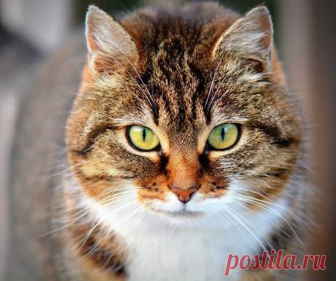 Интересные факты о котах