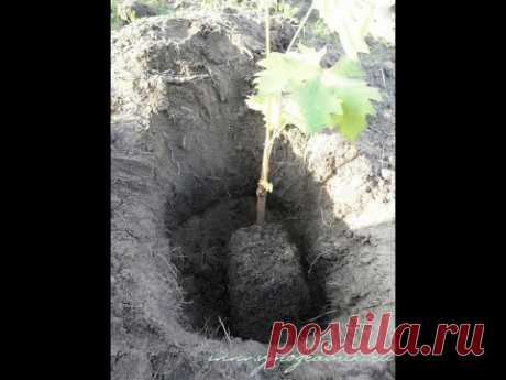 Посадка черенков винограда осенью 2015 в августе, уход