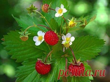 Галина Попихина--Евстратова