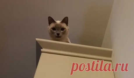 Различают ли коты лица людей? | Котоблог | Яндекс Дзен