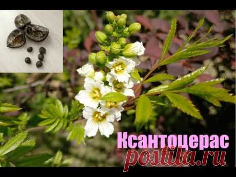 Ксантоцерас рябинолистный, Чекалкин орех. Посев семян (Xanthoceras Sorbifolium)