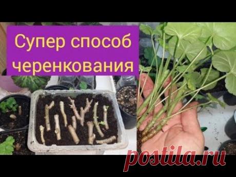 Эти черенки пеларгонии точно приживутся!