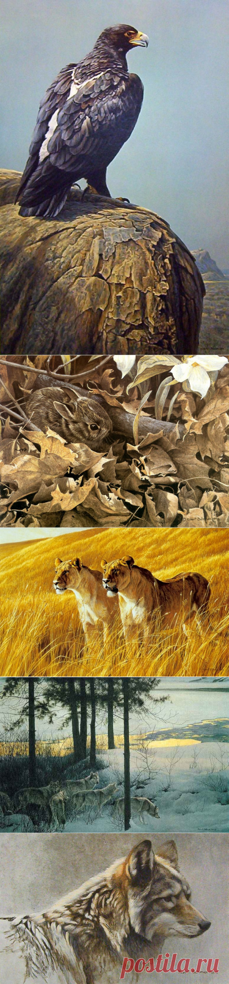 Анималистическая живопись Роберта Бейтмэна (The Art of Robert Bateman)/