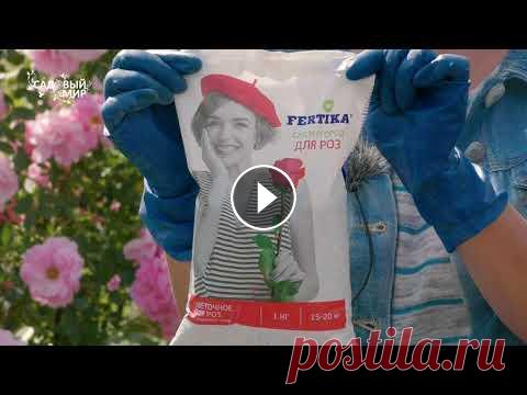 Молодая роза не растет. Уход за молодым розами первого года посадки. Молодая роза не растет. Уход за молодым розами первого года посадки....