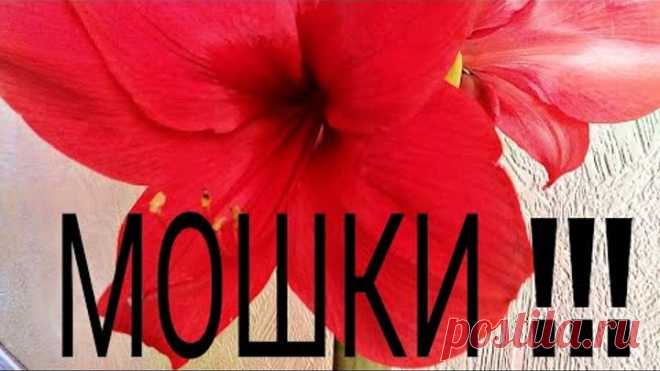 ШОК!!! Мошки в комнатном цветке, что делать?!