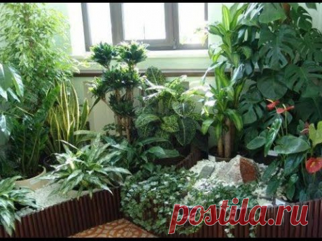 Какие комнатные растения подойдут для темных помещений