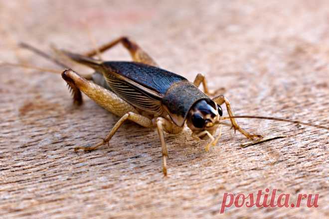 Домовые сверчки — почему вредны и как от них избавиться? Методы профилактики и борьбы. Фото — Ботаничка.ru