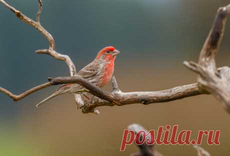 MALE HOUSE FINCH