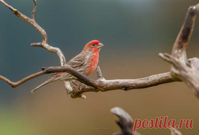 MALE HOUSE FINCH