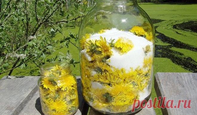 Универсальное лекарство — простой одуванчик. 
Лечение корнями одуванчика
Из корней одуванчика можно приготовить полезный настой, который является эффективным кровоочистительным, тонизирующим и потогонным средством.Поскольку корни этого растения …