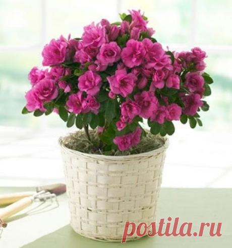 Лучшие комнатные растения для кухни — Роскошь и уют
