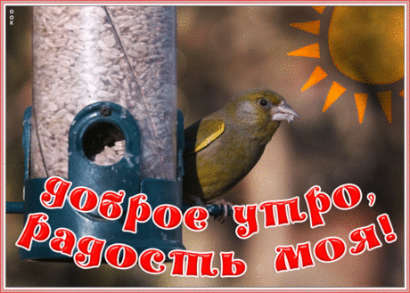 Картинка доброе утро радость моя