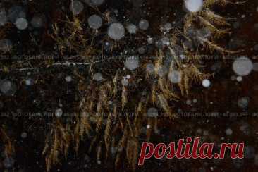 A blurry image of snowflakes and branches with a dark background. The snowflakes are scattered all over, creating a sense of movement and chaos Стоковое фото, фотограф Ilaronsia / Фотобанк Лори