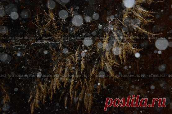 A blurry image of snowflakes and branches with a dark background. The snowflakes are scattered all over, creating a sense of movement and chaos Стоковое фото, фотограф Ilaronsia / Фотобанк Лори