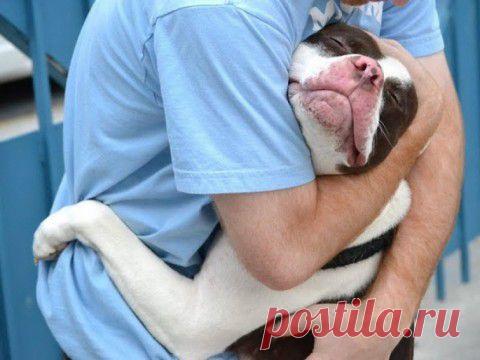 На что обижаются кошки | Все о наших питомцах