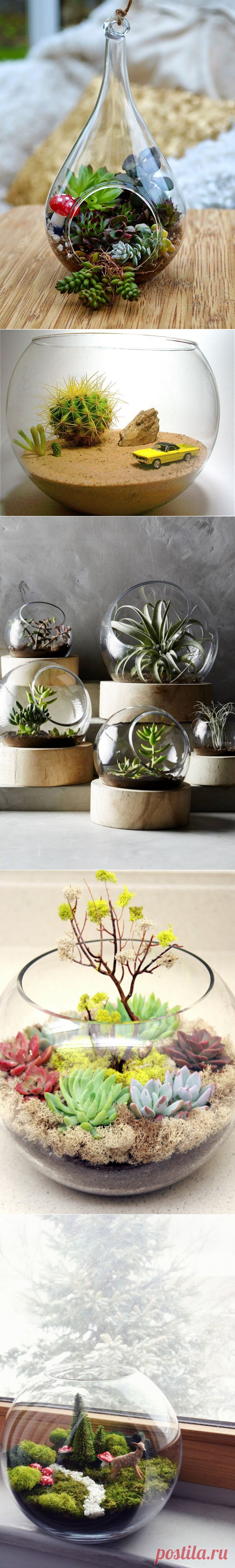 Мини-сад за стеклом: делаем флорариум своими руками