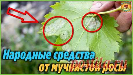 Мало кто знает эффективный способ как избавиться от мучнистой росы на растениях Самые лучшие народные средства