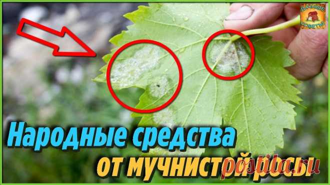 Мало кто знает эффективный способ как избавиться от мучнистой росы на растениях Самые лучшие народные средства