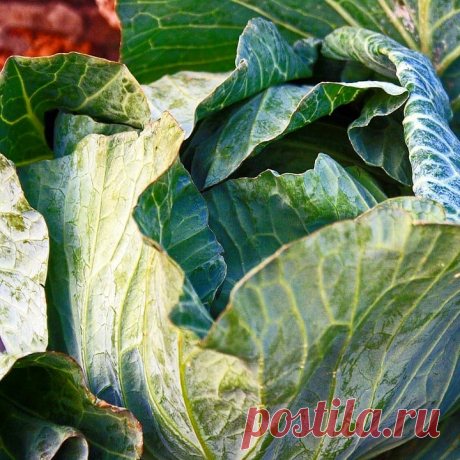 Дача 🏡 Сад 🌳 Огород 🍆 Цветник🌷 в Instagram: «НАРОДНЫЕ СРЕДСТВА ОТ ВРЕДИТЕЛЕЙ КАПУСТЫ Чтобы защитить капусту от вредителей и не прибегать к применению ядовитых инсектицидов, необходимо…»