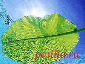 Как оживить себя водой | Квинтэссенция Здоровья