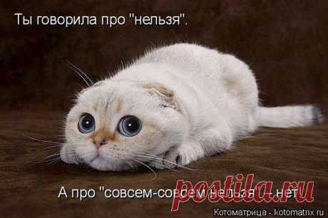 Лучшие котоматрицы недели / Питомцы