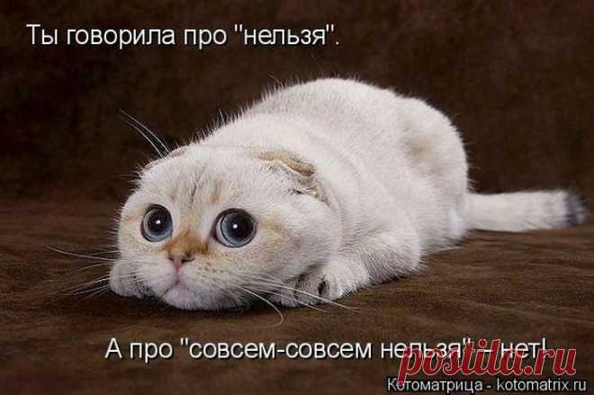 Лучшие котоматрицы недели / Питомцы