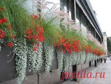 (4) Одноклассники