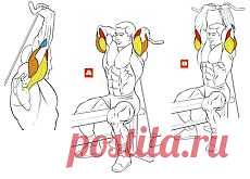 Упражнения  на трицепс (для рук.) Видео Комплекс упражнений в картинках.
