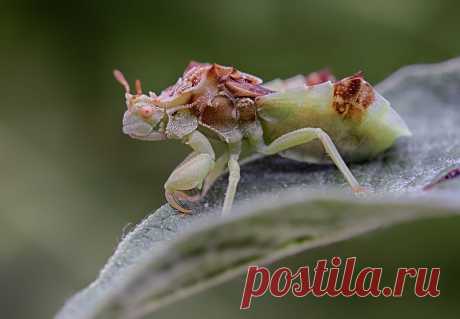 Ambush Bug (Phymata spp)