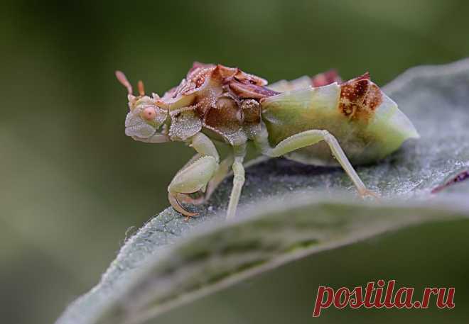 Ambush Bug (Phymata spp)