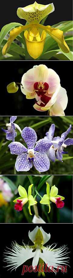 Фото орхидей