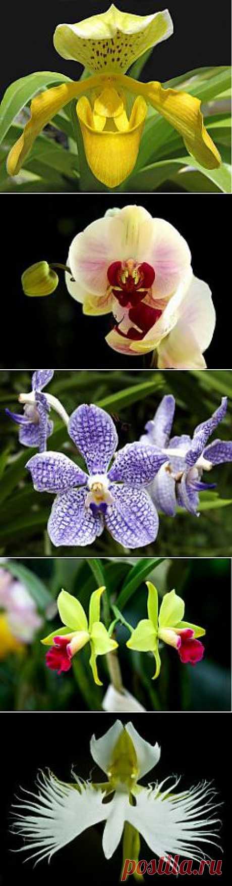 Фото орхидей
