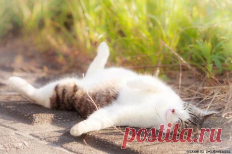 Весна. Коты – 20 фото - картинки - Фото мир природы