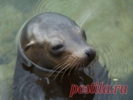 морские котики фото: 18 тыс изображений найдено в Яндекс.Картинках