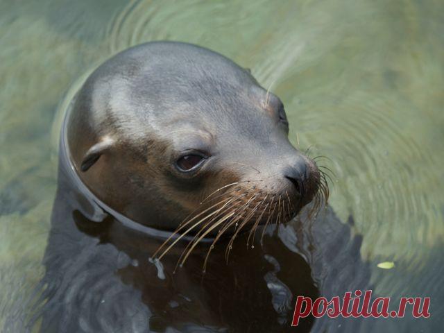 морские котики фото: 18 тыс изображений найдено в Яндекс.Картинках