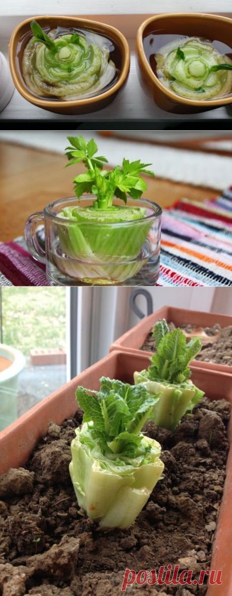 8 овощей, которые можно купить один раз, а потом выращивать всегда