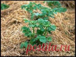 Выращивание картофеля под соломой - Садоводка