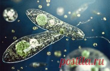 Существуют ли существа, у которых клетка — это и есть целый организм? | PortalBio