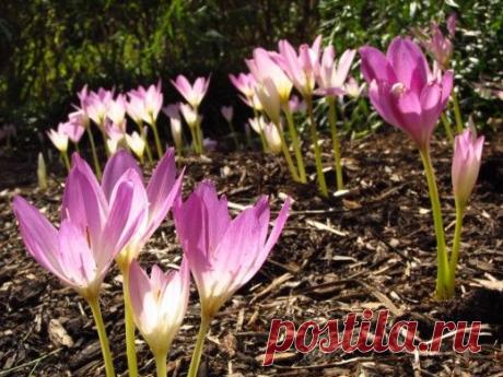 Трогательная нежность безвременника осеннего.

Хрупкая красота цветков безвременника завораживает сочетанием светящихся текстур и идеальных форм. Но наибольший вклад в статус очаровательного фаворита у колхикума вносят все же нетипичные сроки цветения. Похожий то на крокусы, то на другие первоцветы, но по-особенному нежный безвременник не зря получил свое имя: большинство видов цветет осенью, причем достаточно поздно.