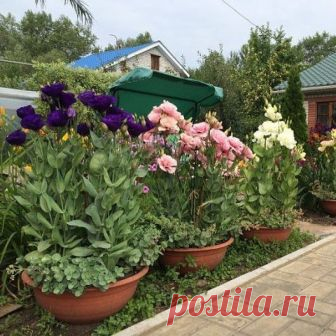 🌸 Эустома👍😍
.
#цветы #растения #цветоводство #flowers #цветовод #Цветоводы
#садоводство  #этоинтересно #домашниецветы #советы #удивительные #красота #ухты #цветущие #необыкновенные #эустома