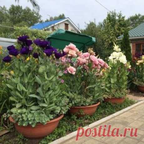 🌸 Эустома👍😍
.
#цветы #растения #цветоводство #flowers #цветовод #Цветоводы
#садоводство  #этоинтересно #домашниецветы #советы #удивительные #красота #ухты #цветущие #необыкновенные #эустома