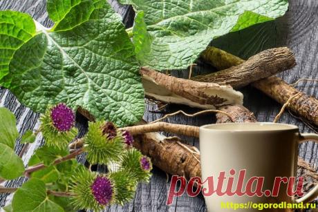 Лопух - свойства. Применение лопуха, рецепты Своиства лопуха и применение в медицине и косметологии. Лопух - это растение, которое ве