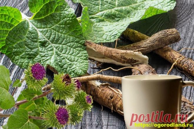 Лопух - свойства. Применение лопуха, рецепты Своиства лопуха и применение в медицине и косметологии. Лопух - это растение, которое ве