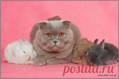 КОТ И КРОЛИКИ